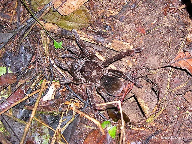 16573 tarantula lodge dining
