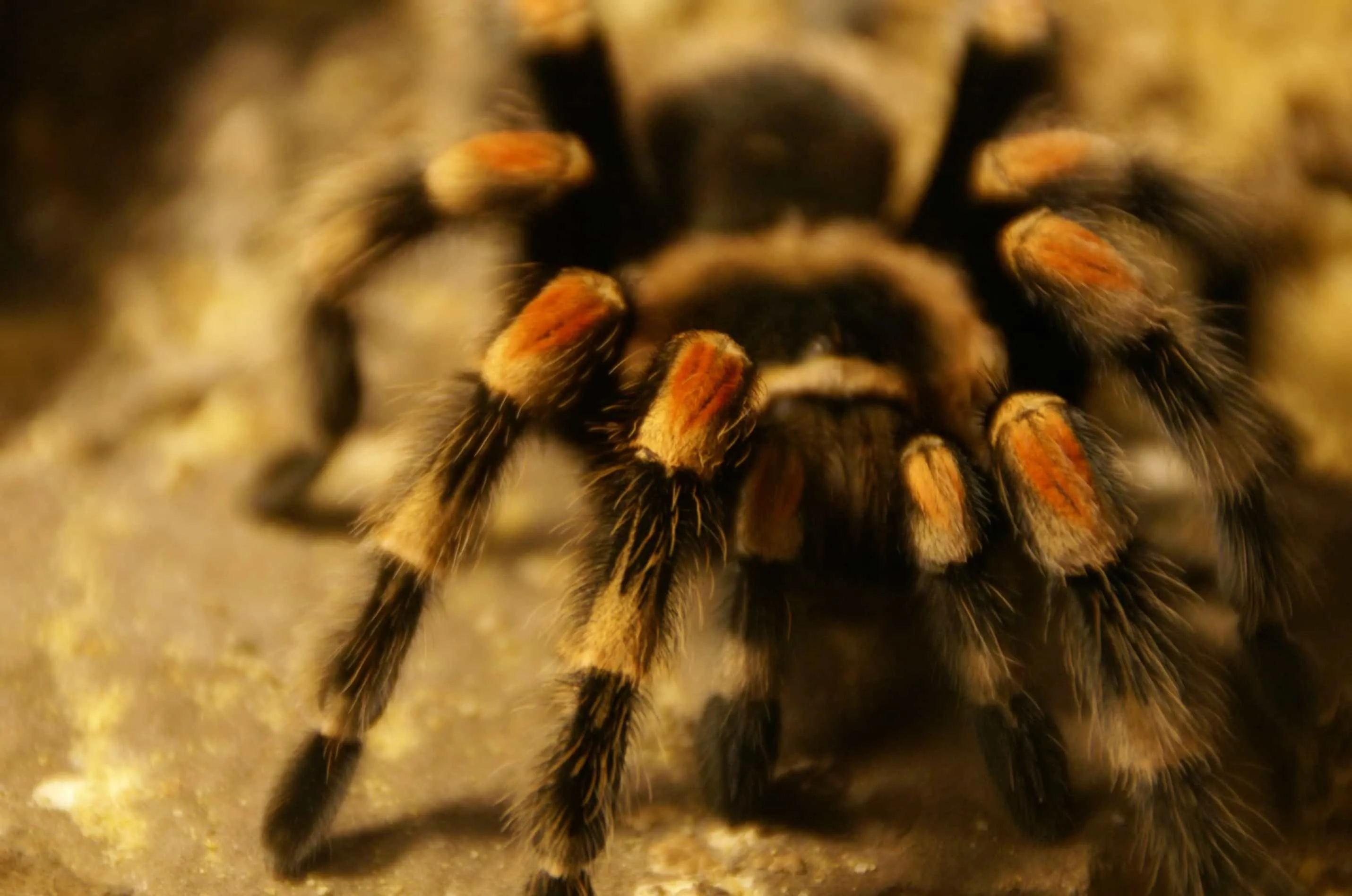 16574 mexican red knee tarantula appearance