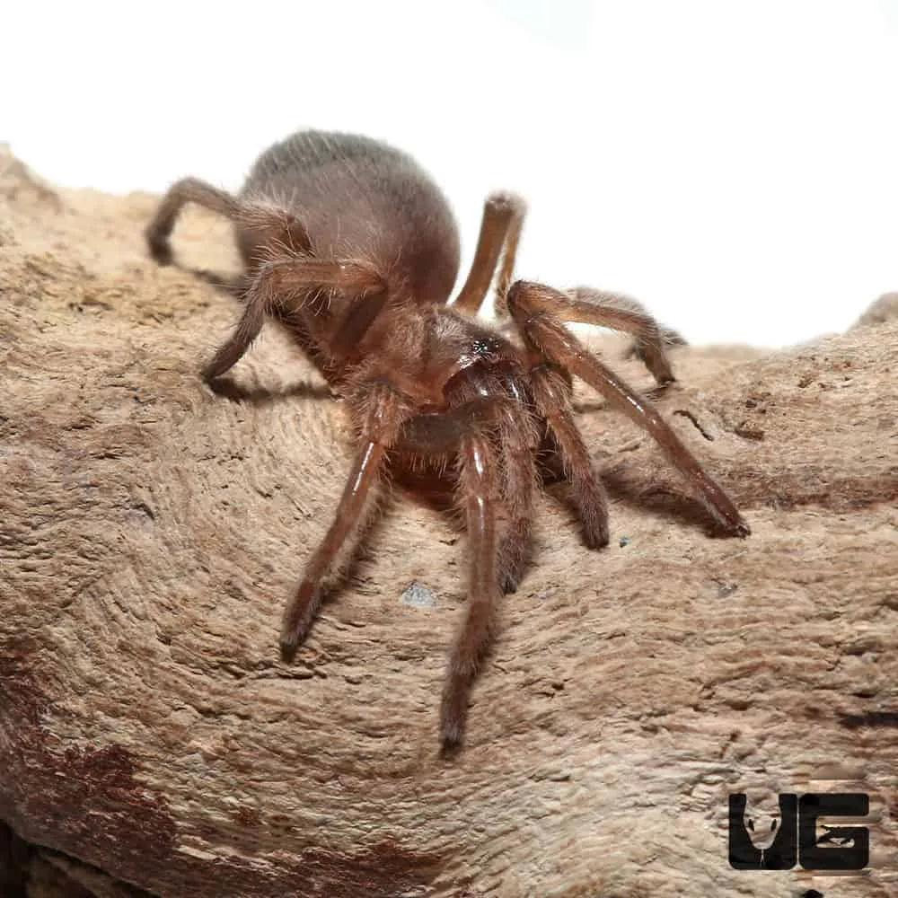 16574 mexican red knee tarantula habitat