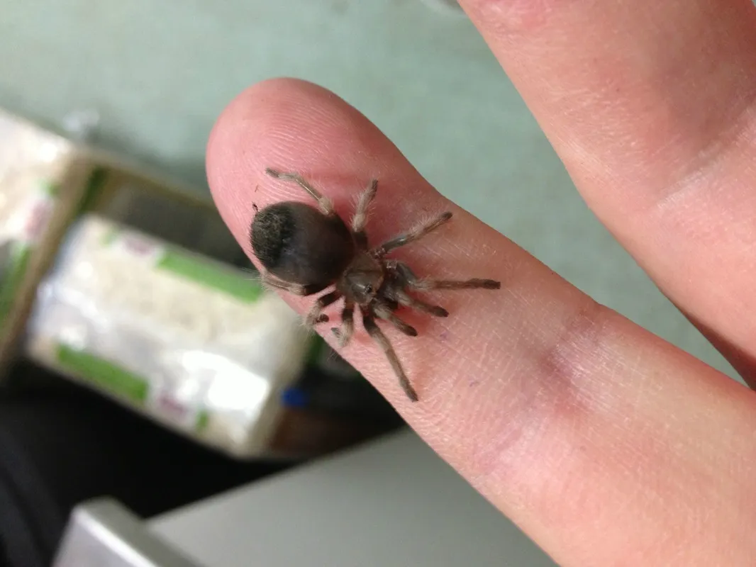 16574 mexican red knee tarantula overview