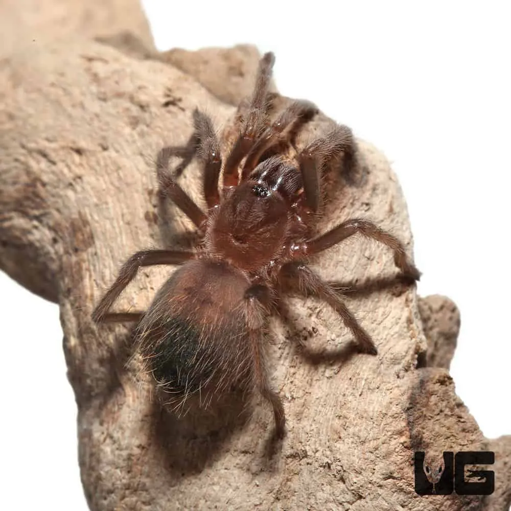 16574 tarantula enclosure
