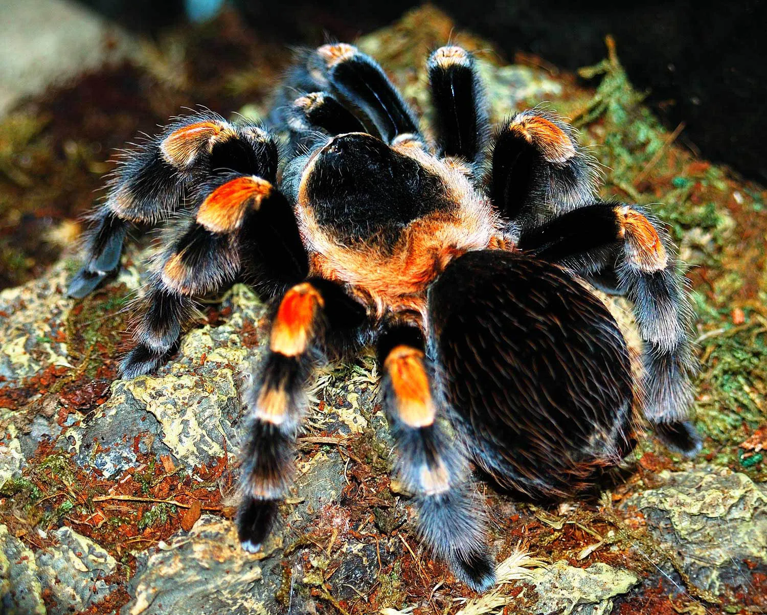 16574 tarantula feeding