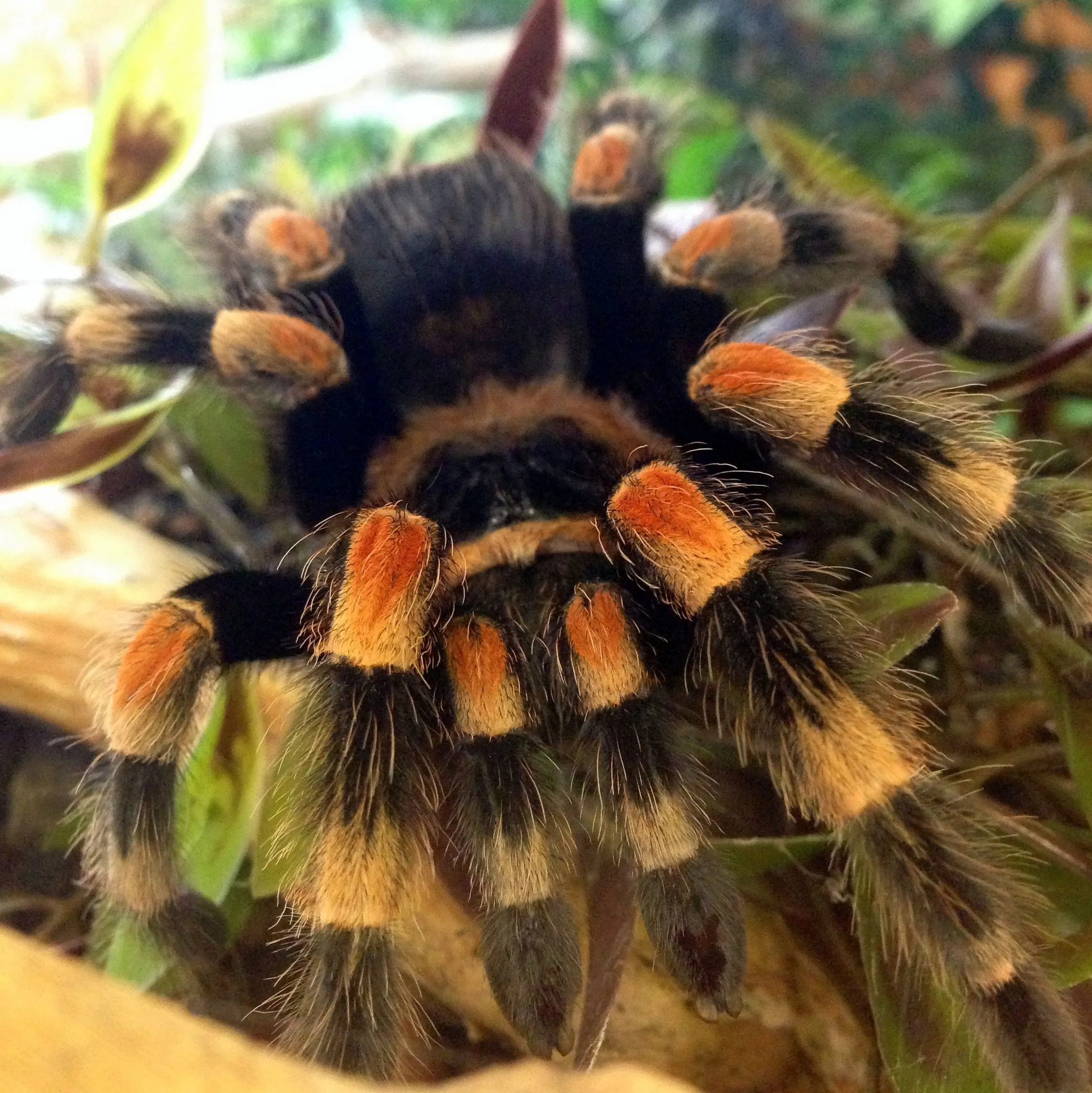 16574 tarantula handling