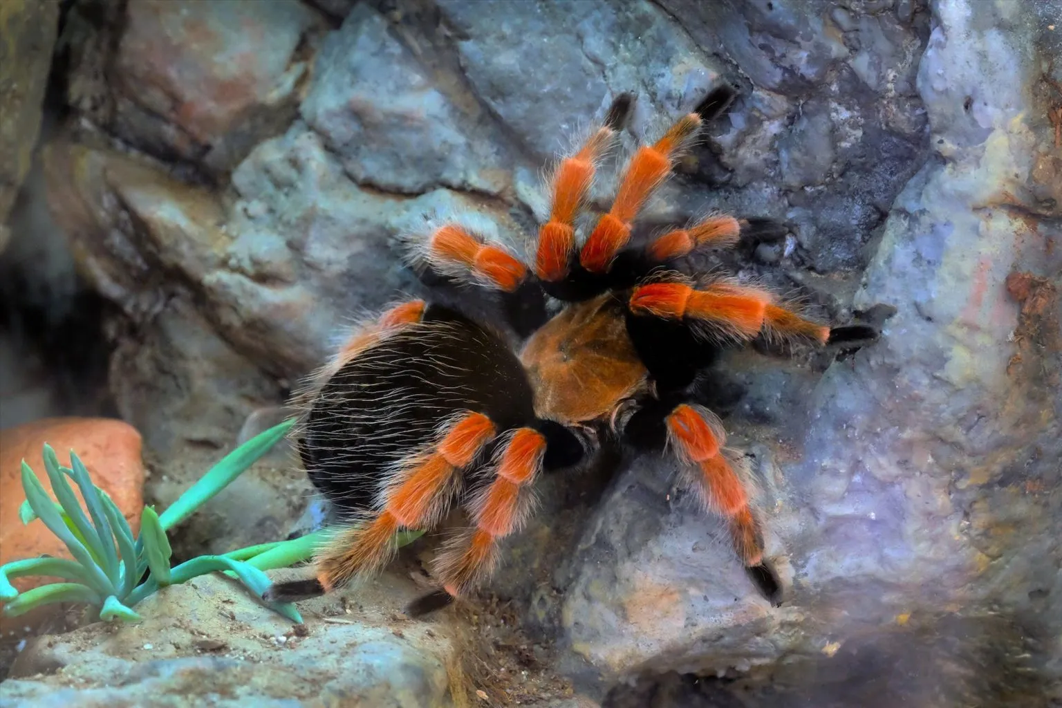 16574 tarantula health