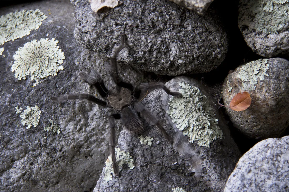 /img/16575-california-tarantula-handling.webp