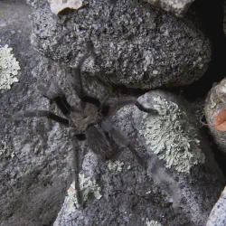 /img/16575-california-tarantula-handling.webp