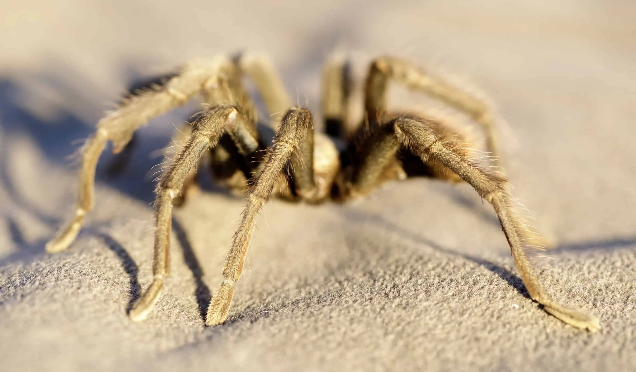 16575 california tarantula species