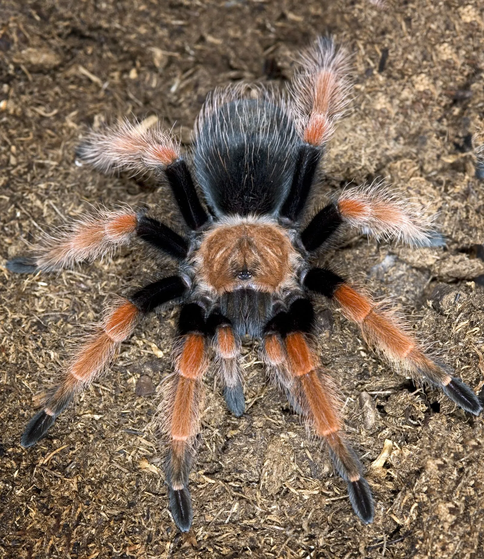 16578 brazilian black tarantula