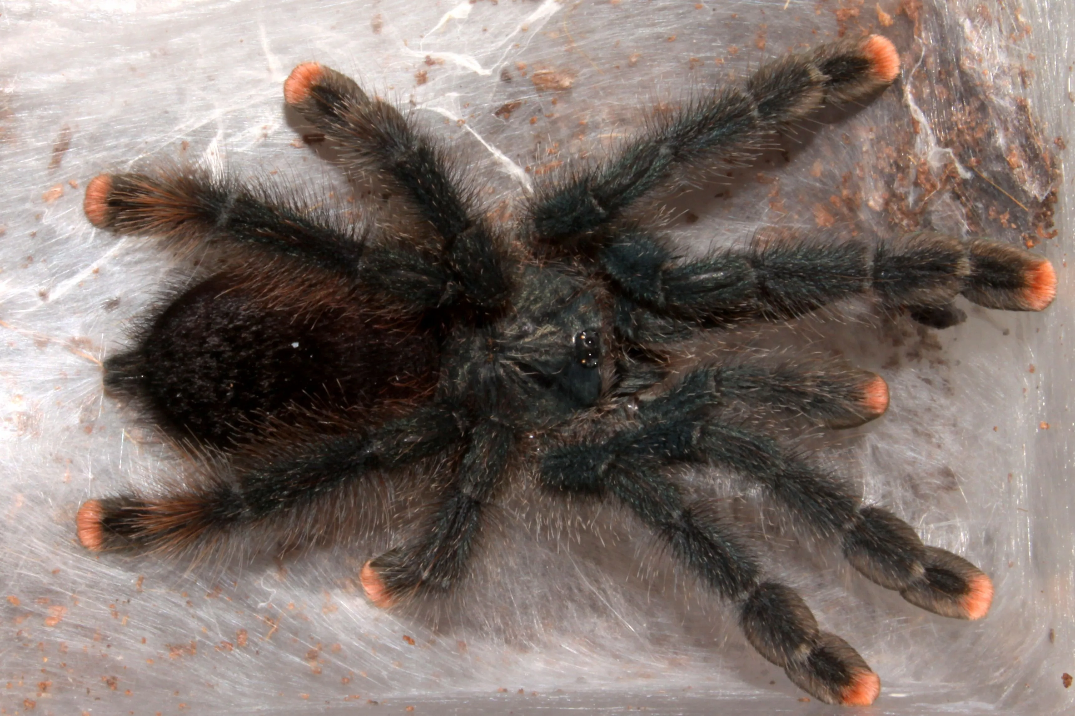 16578 mexican red knee tarantula