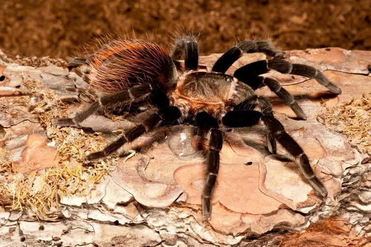 16578 pinktoe tarantula