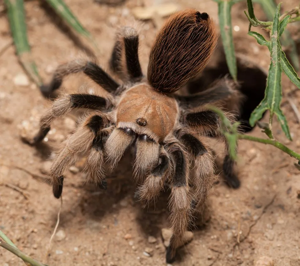 /img/16578-tarantula-feeding.webp