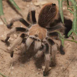 /img/16578-tarantula-feeding.webp