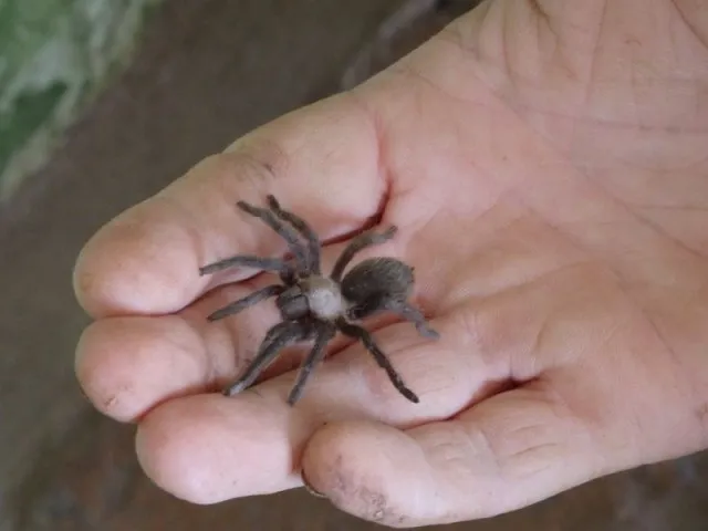16586 baby tarantula eating