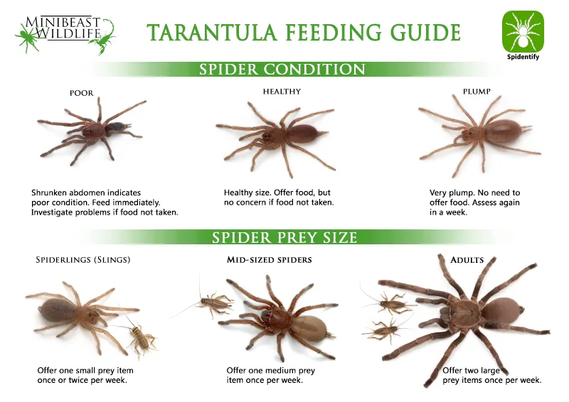 16586 fruit flies tarantula