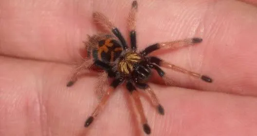 16586 mealworms tarantula food