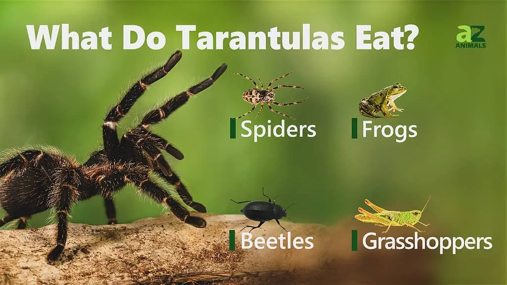 16586 pre killed prey tarantula