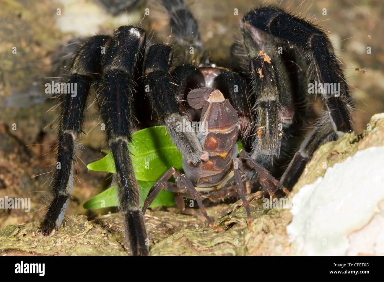 /img/16586-tarantula-feeding-size.webp