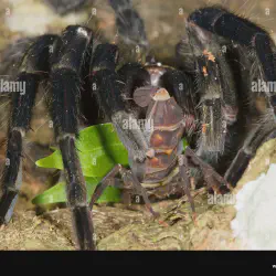 /img/16586-tarantula-feeding-size.webp