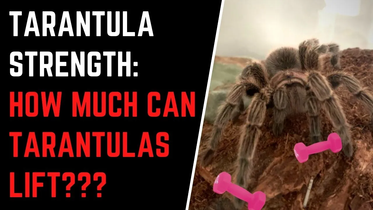16587 small tarantula
