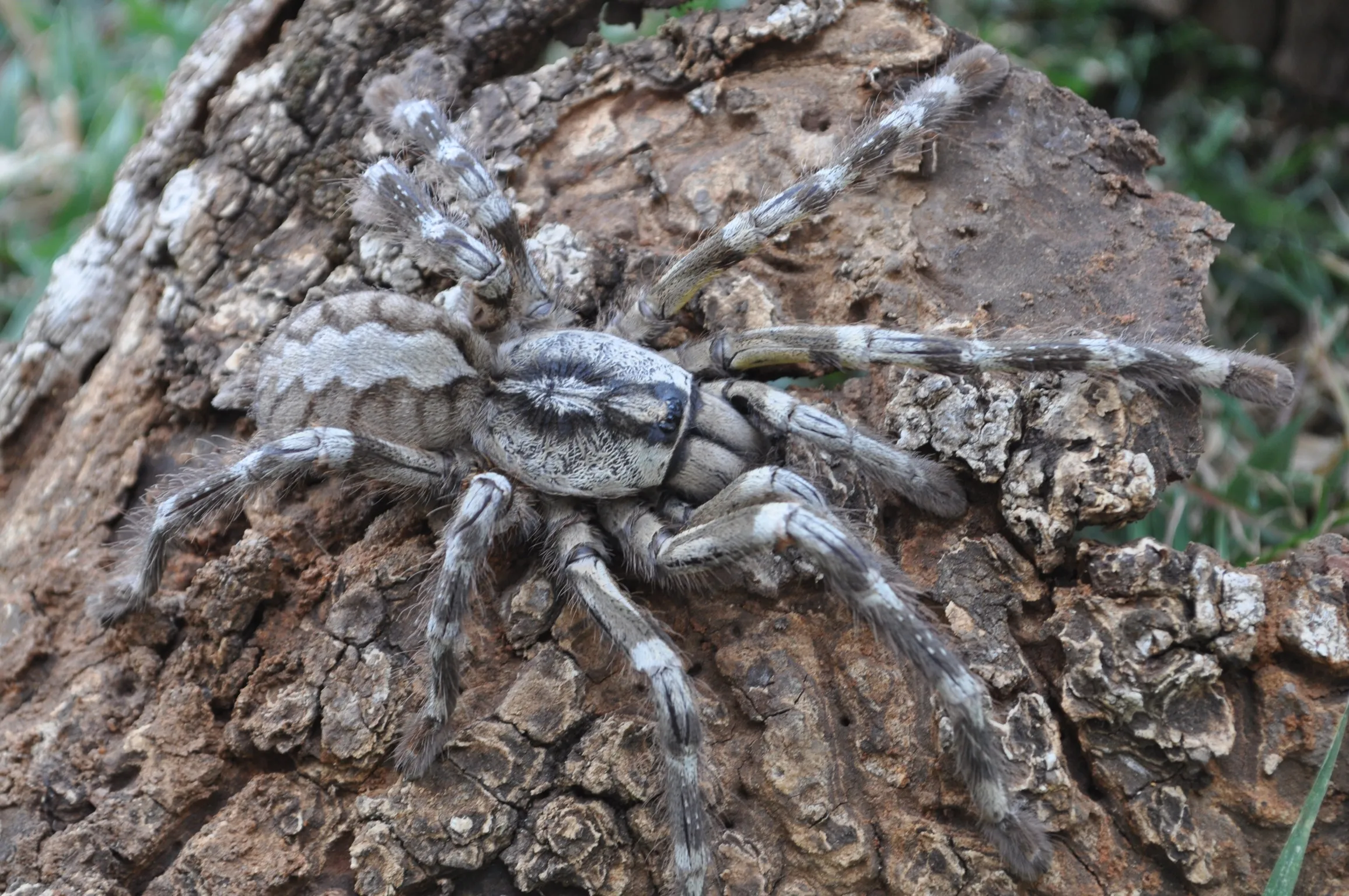16587 tarantula weighing