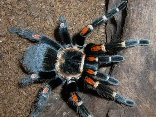 16588 tarantula accessories