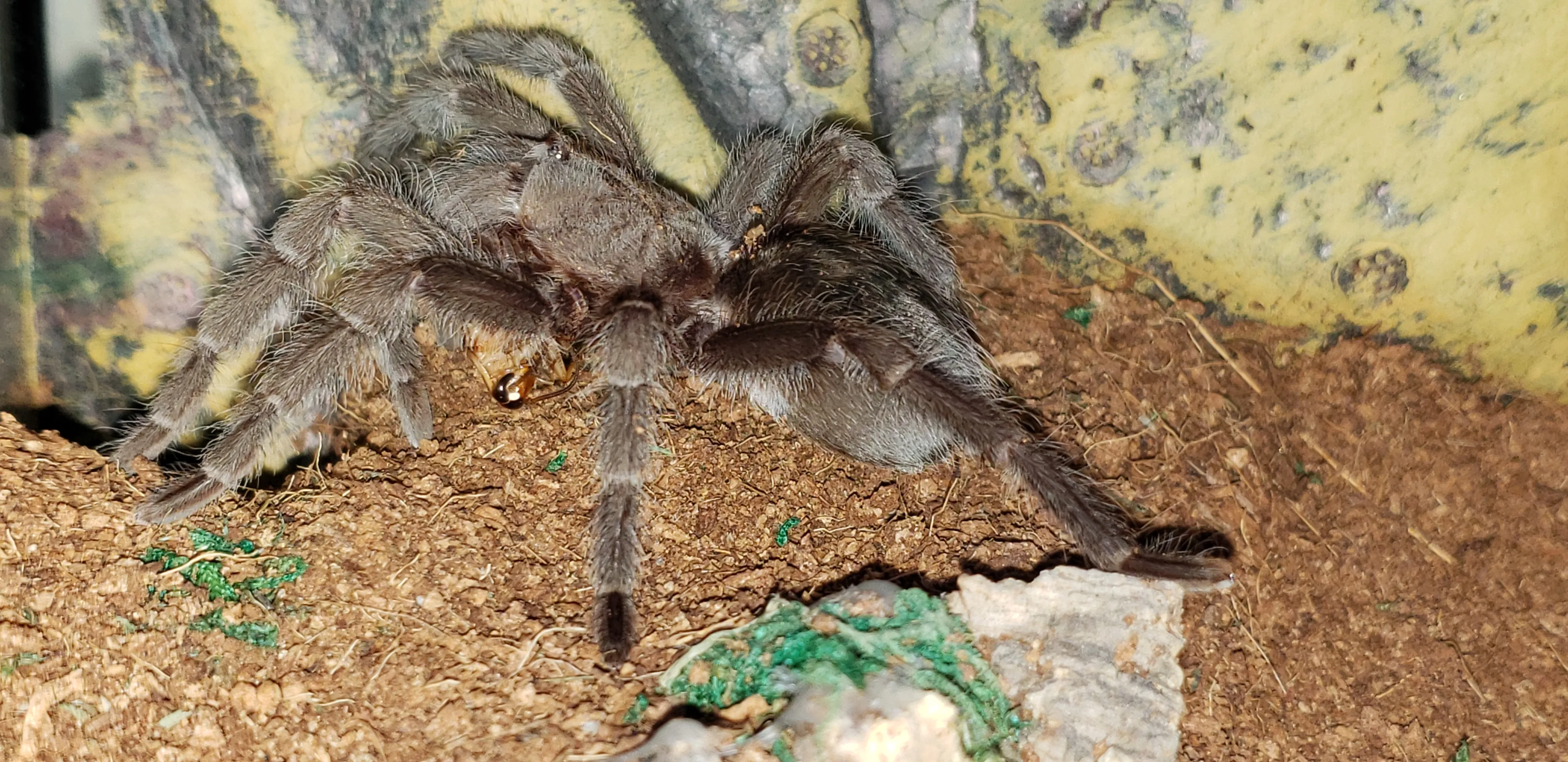 16592 grammostola pulchra tarantula close up