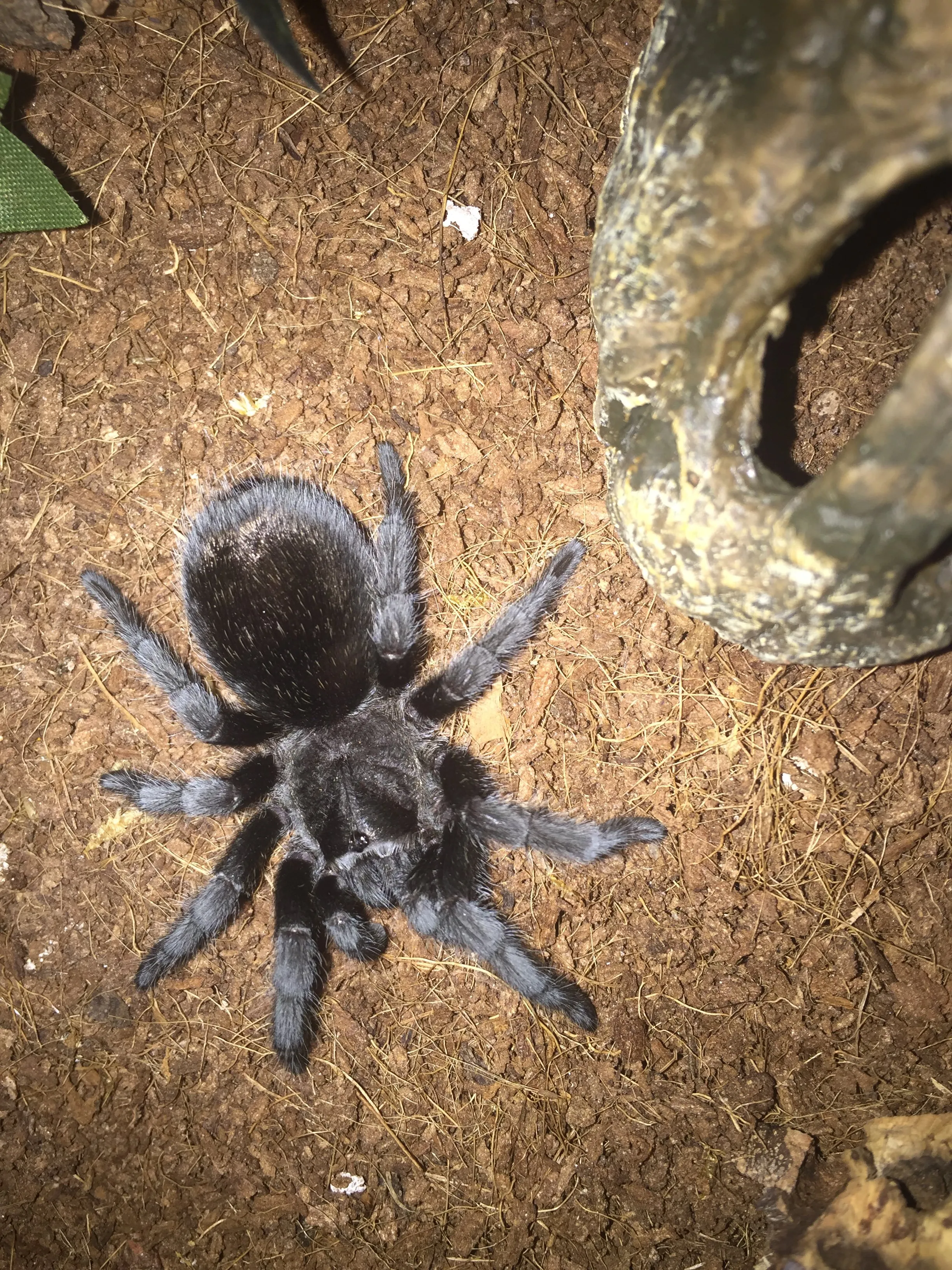 16592 grammostola pulchra tarantula feeding