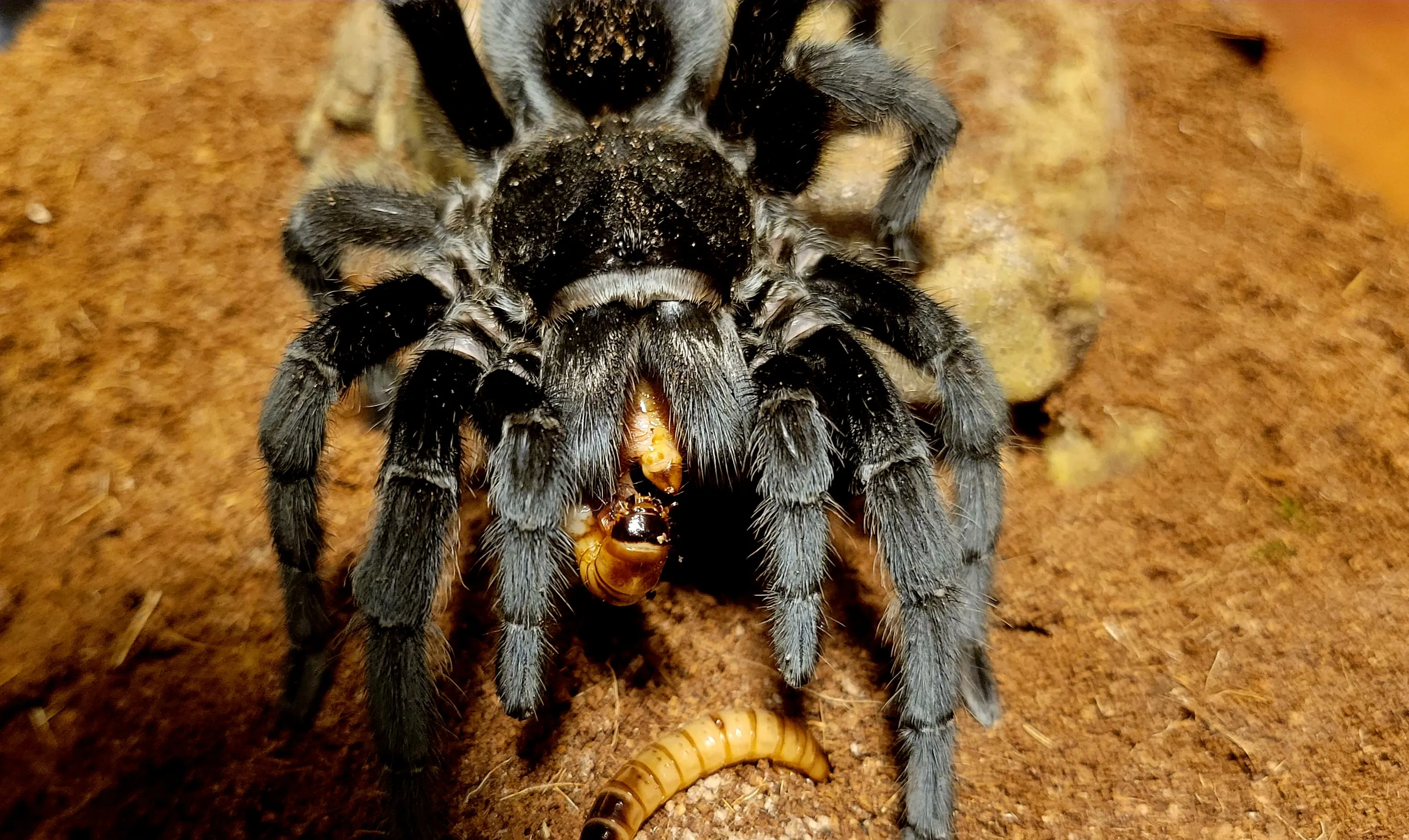 16592 grammostola pulchra tarantula habitat