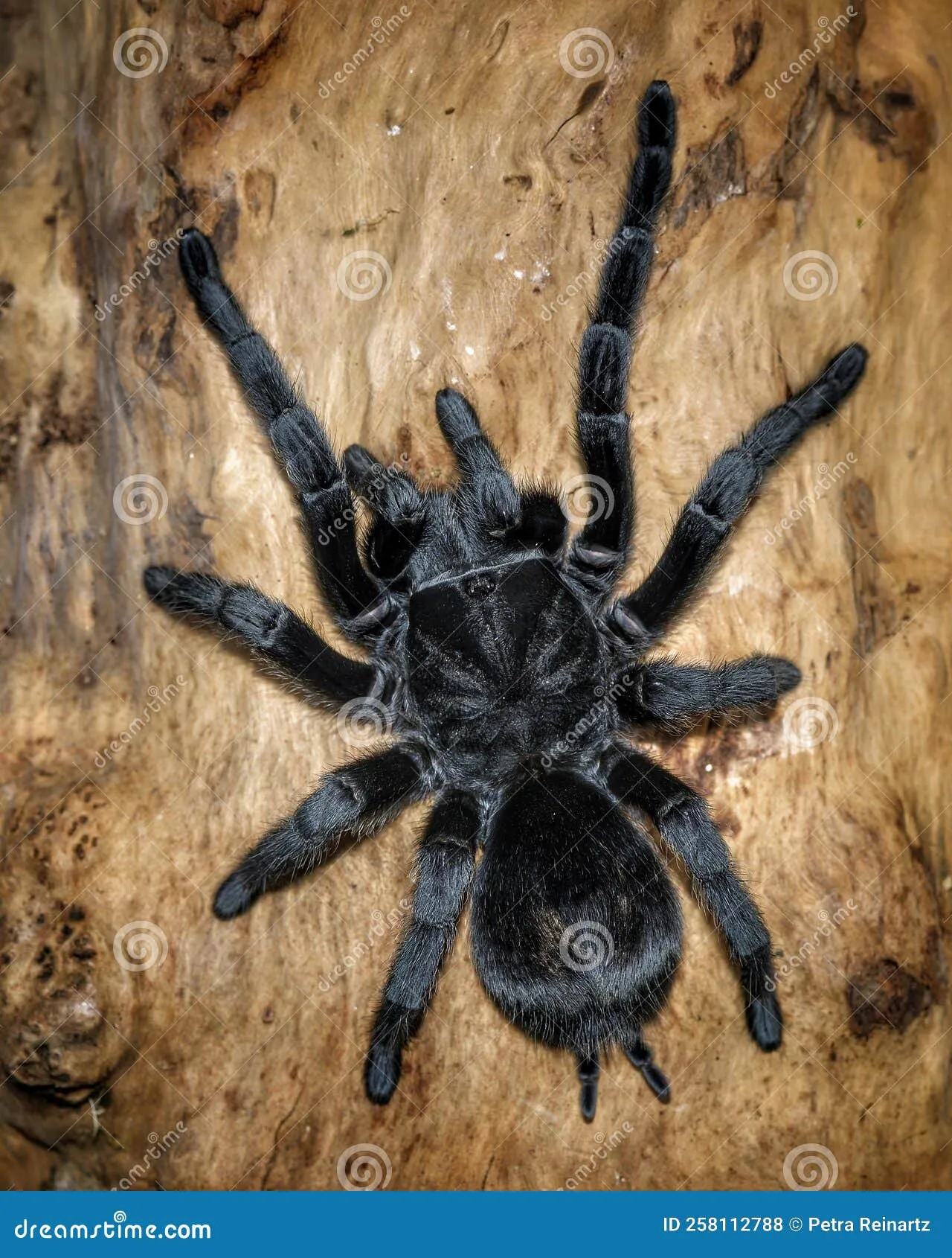 16592 grammostola pulchra tarantula handling