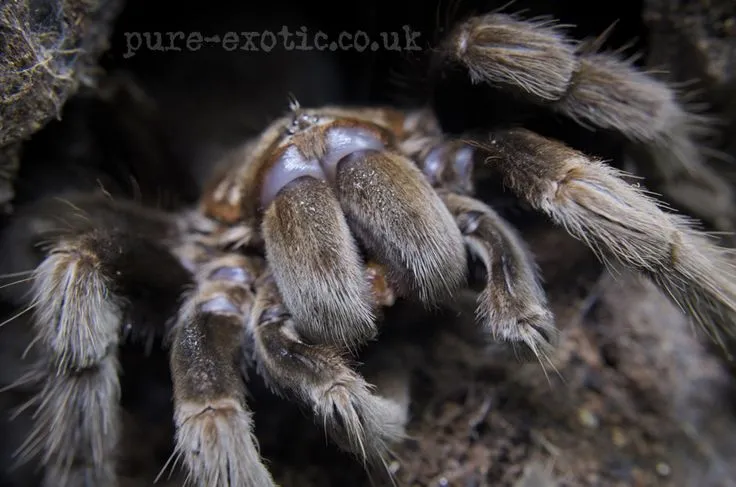 /img/16592-grammostola-pulchra-tarantula-healthy.webp
