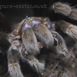 /img/16592-grammostola-pulchra-tarantula-healthy.webp