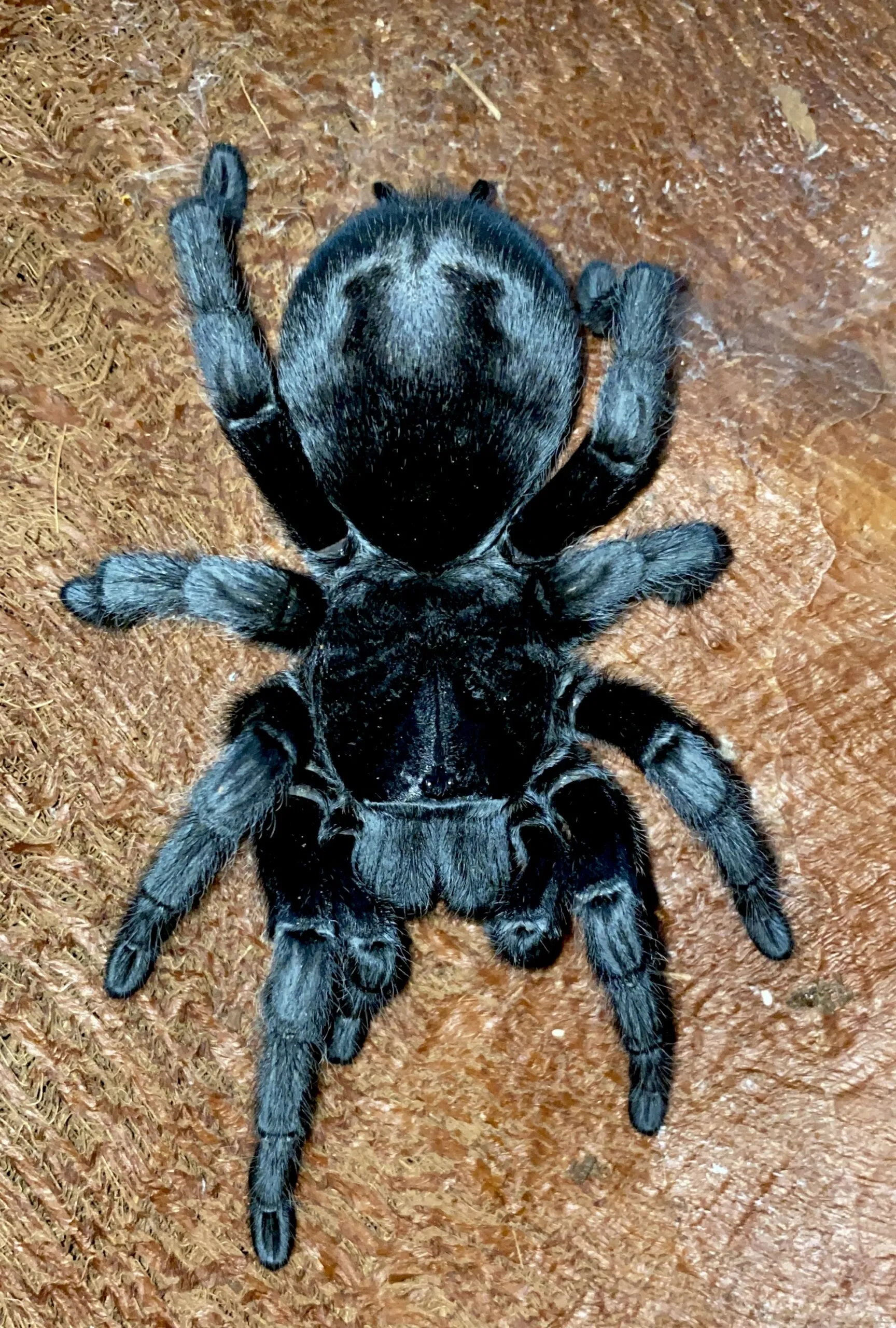 16592 grammostola pulchra tarantula molting
