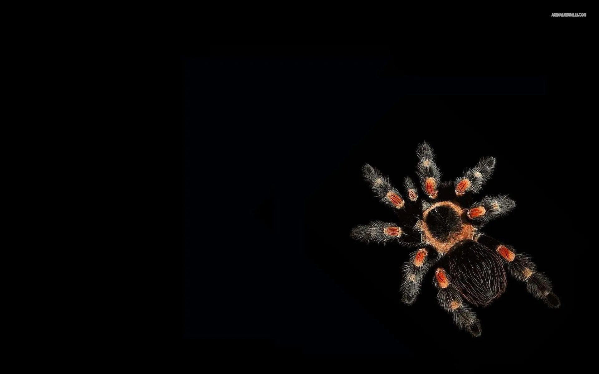 /img/16594-tarantula-wall-art-sunlight-7.webp