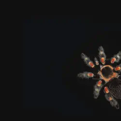 /img/16594-tarantula-wall-art-sunlight-7.webp