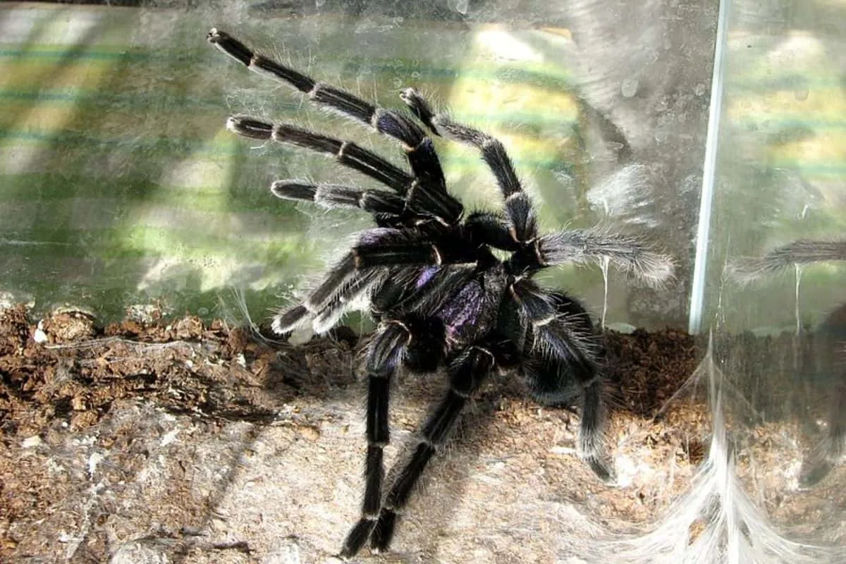16595 tarantula enclosure overview