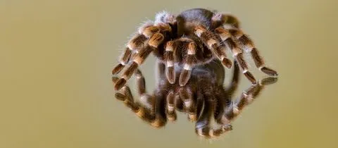 16595 tarantula enclosure size guide