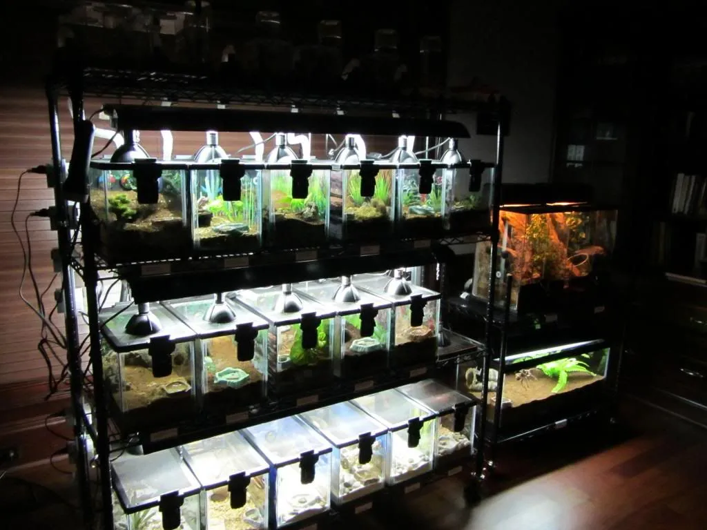16595 terrestrial tarantula enclosure