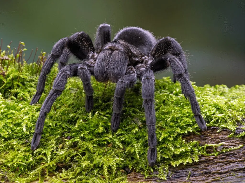 16596 healthy tarantula