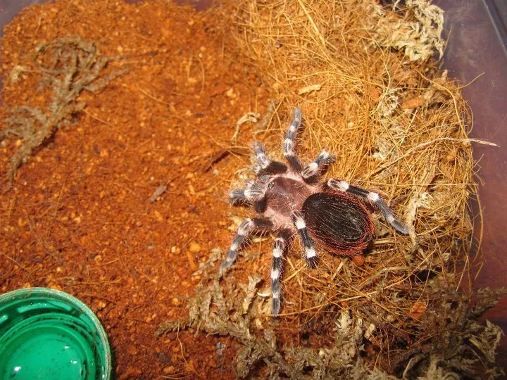 16596 new world tarantula species