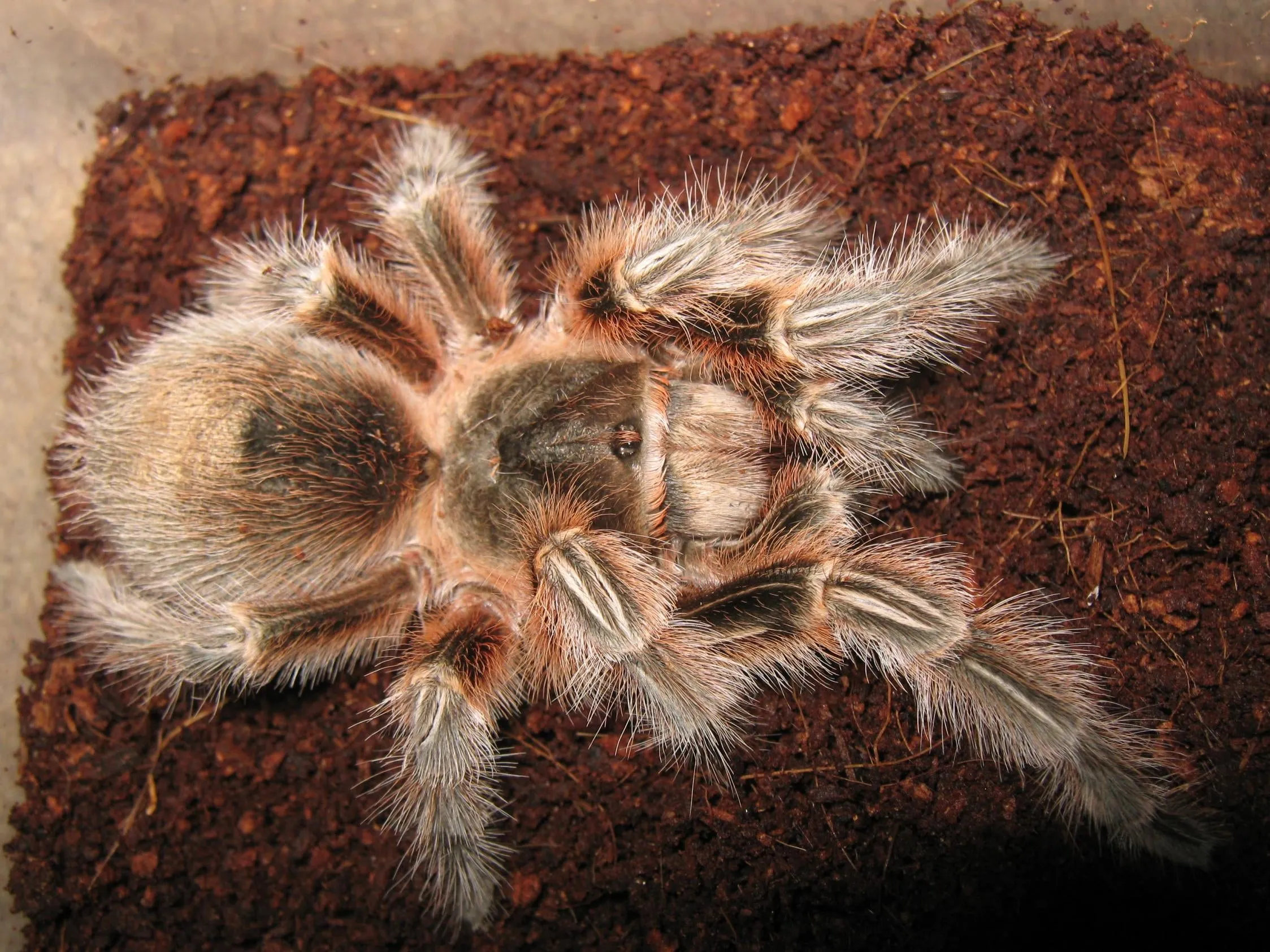 16596 reputable tarantula seller