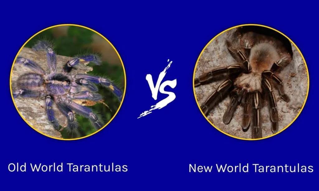 16596 tarantula enclosure