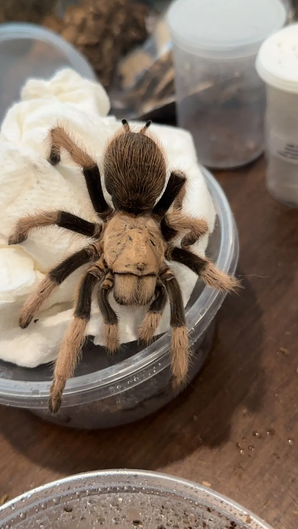 /img/16596-tarantula-feeding.webp