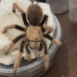 /img/16596-tarantula-feeding.webp