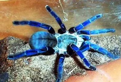 16598 cobalt blue tarantula habitat