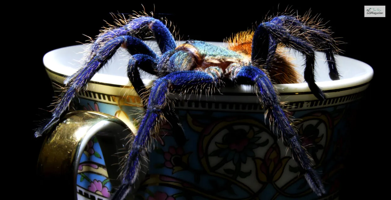 /img/16598-tarantula-conservation.webp