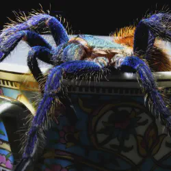 /img/16598-tarantula-conservation.webp