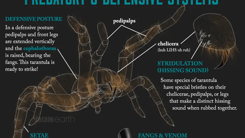 16600 tarantula leg span