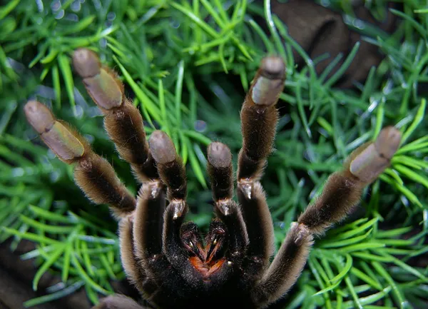 16601 measuring tarantula bite force