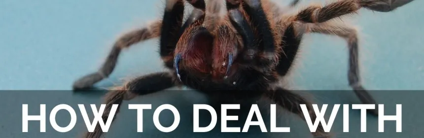 /img/16601-tarantula-bite-first-aid.webp