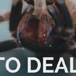 /img/16601-tarantula-bite-first-aid.webp